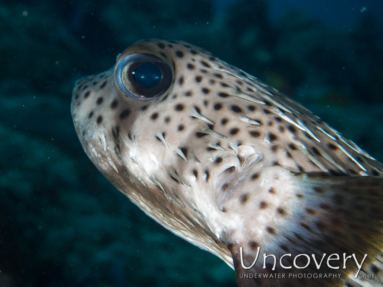 Porcupinefish (diodon Hystrix) shot in Maldives|Male Atoll|South Male Atoll|Gulhi Corner