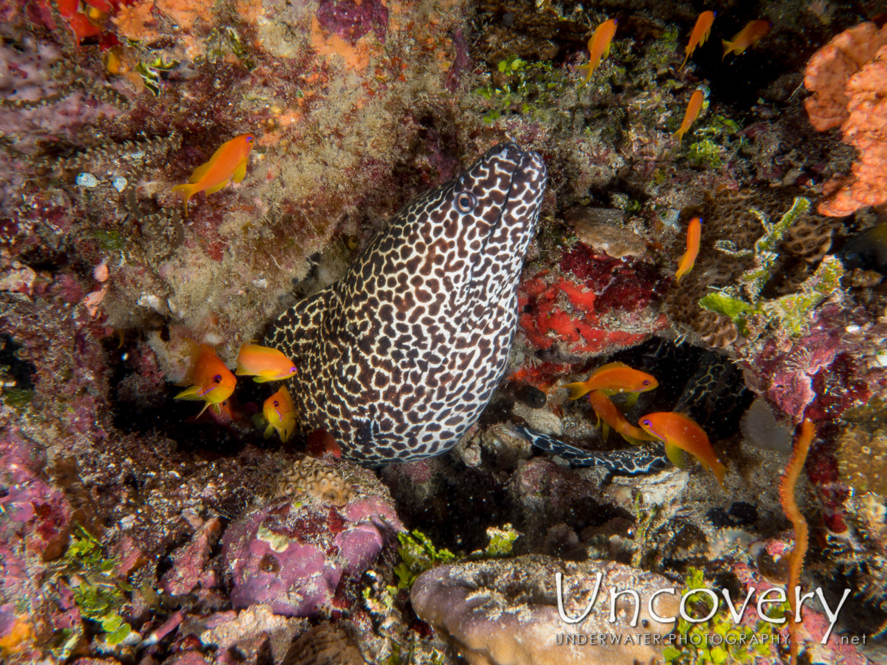 Honeycomb Moray (gymnothorax Favagineus), photo taken in Maldives, Male Atoll, South Male Atoll, Gulhi Corner