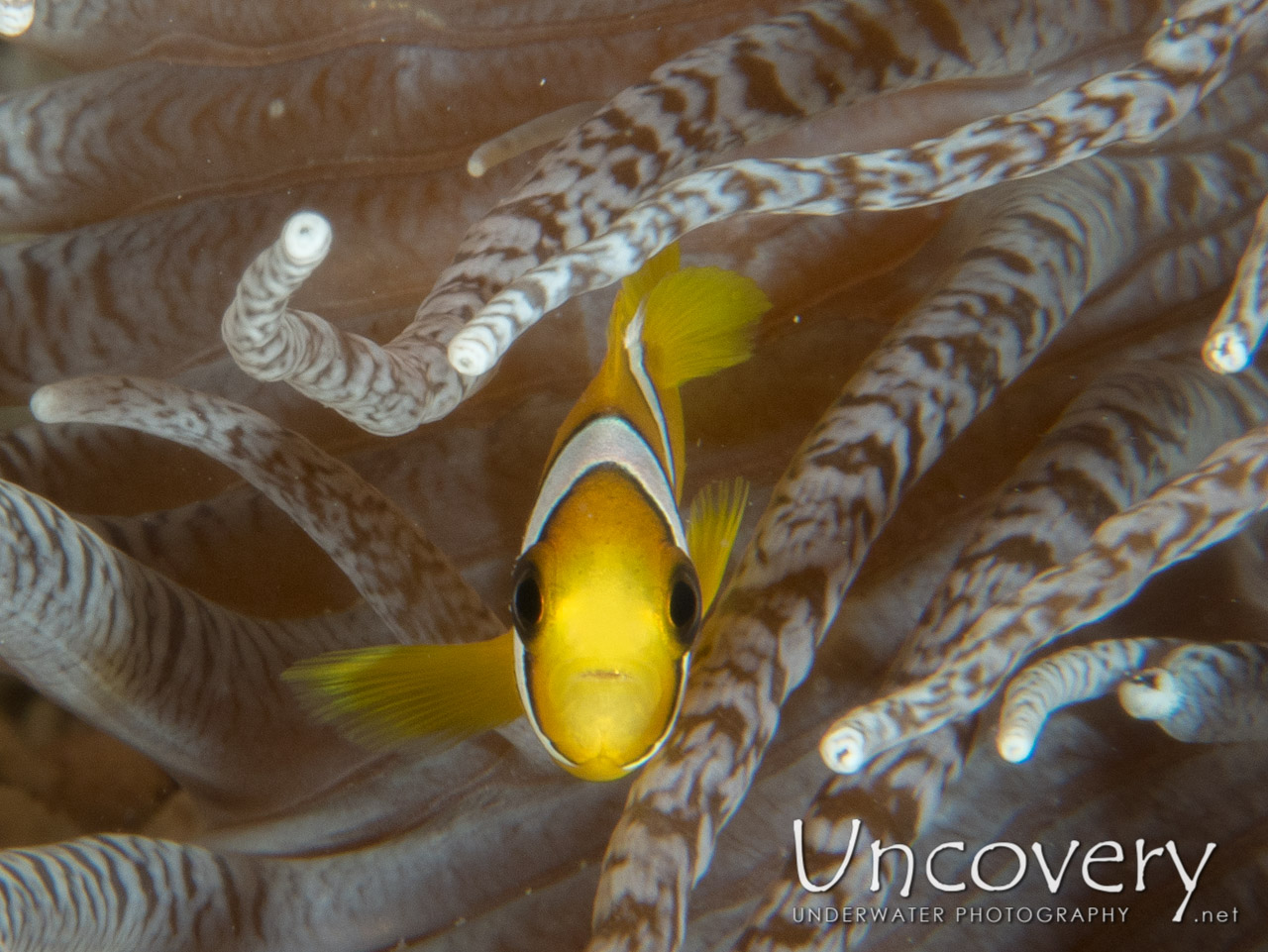 Clownfish shot in Maldives|Male Atoll|South Male Atoll|Stage