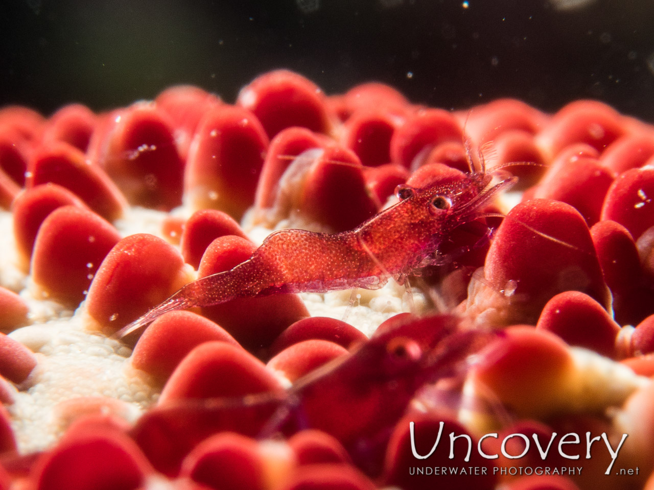 Sea Star Shrimp (zenopontonia Soror) shot in Maldives|Male Atoll|South Male Atoll|Stage