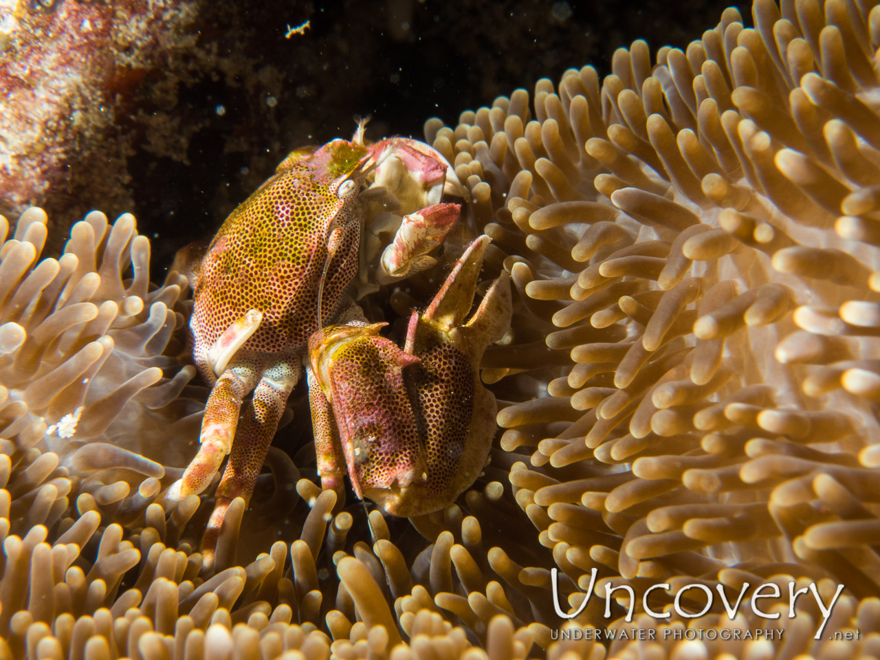 Spotted Porcelain Crab (neopetrolisthes Maculatus) shot in Maldives|Male Atoll|South Male Atoll|Stage