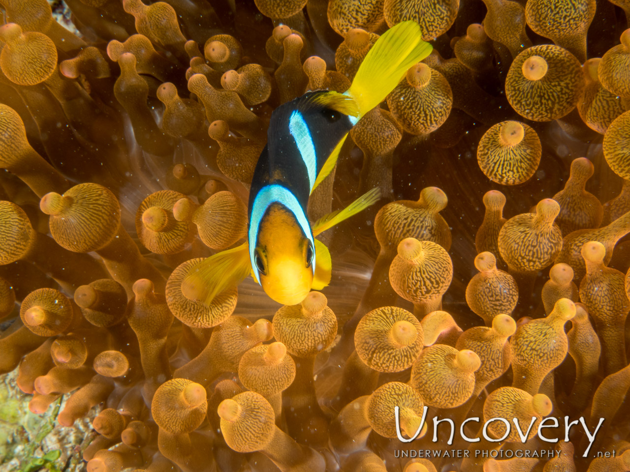 Clownfish shot in Maldives|Male Atoll|South Male Atoll|Stage