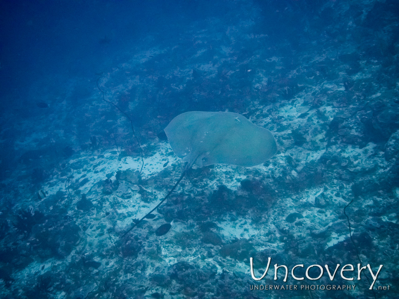 Stingray, photo taken in Maldives, Male Atoll, South Male Atoll, Stage