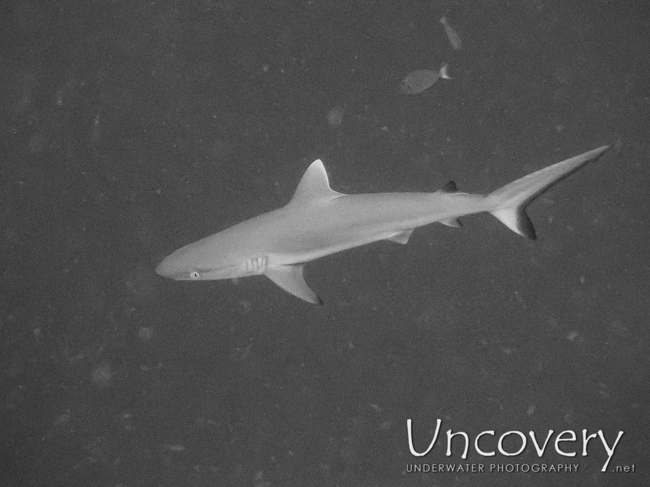 Grey Reefshark (carcharhinus Amblyrhynchos) shot in Maldives|Male Atoll|South Male Atoll|Stage