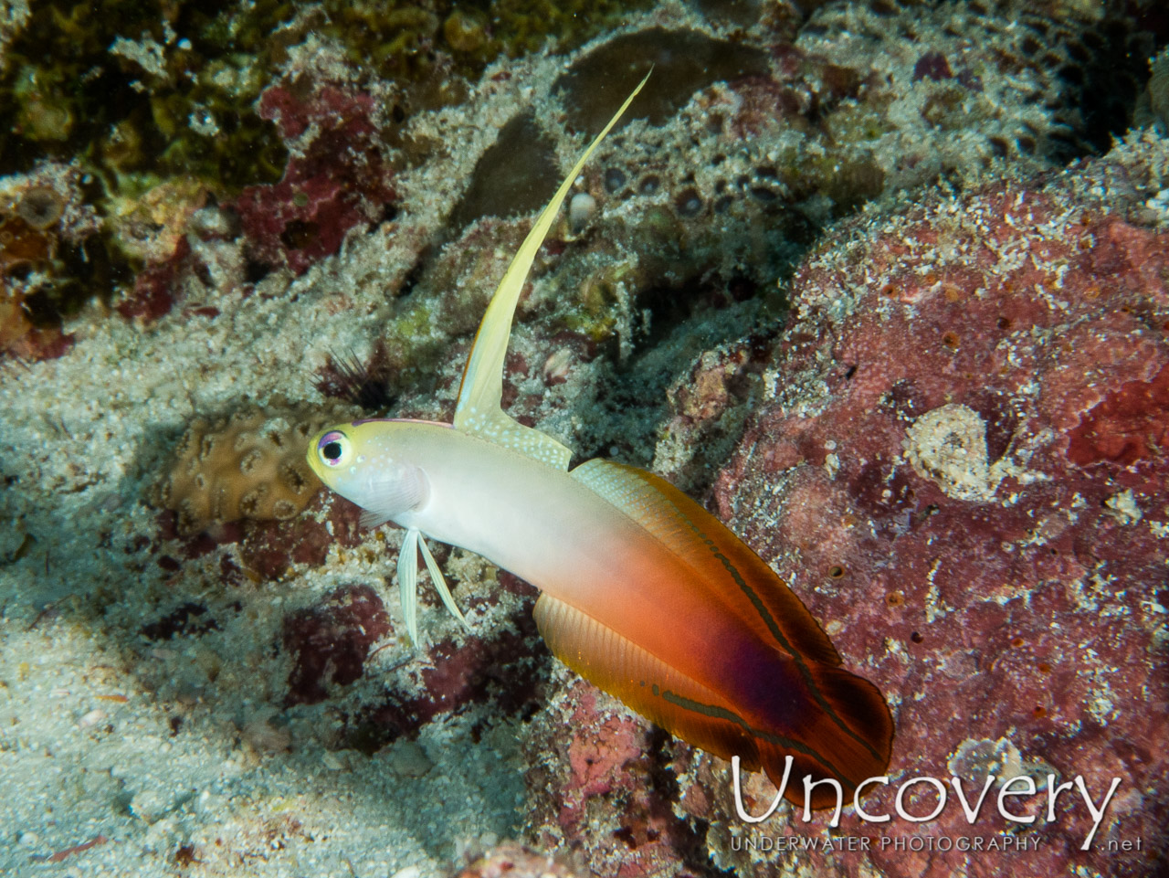 Fire Dartfish (nemateleotris Magnifica) shot in Maldives|Male Atoll|South Male Atoll|Stage