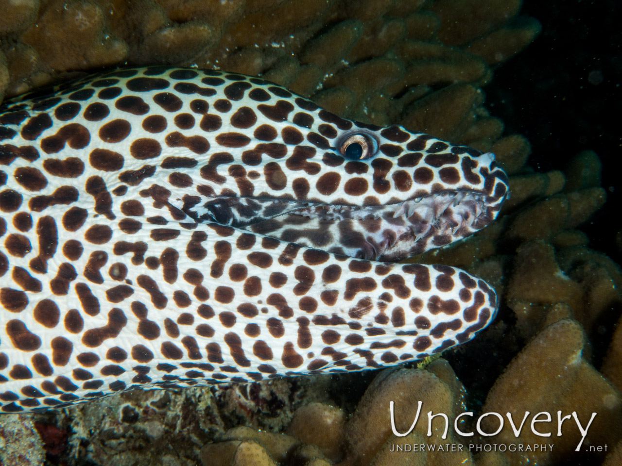 Spotted Moray (gymnothorax Isingteena) shot in Maldives|Male Atoll|South Male Atoll|Stage