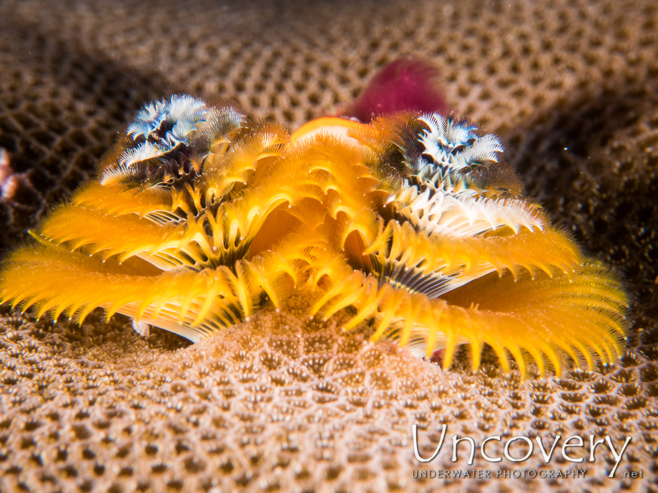 Christmas Tree Worm (spirobranchus Sp.) shot in Maldives|Male Atoll|South Male Atoll|Stage