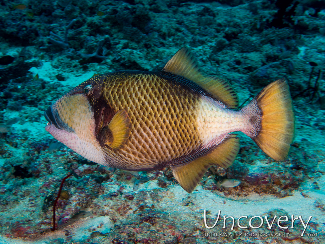 Titan Triggerfish (balistoides Viridescens) shot in Maldives|Male Atoll|South Male Atoll|Cocoa Thila