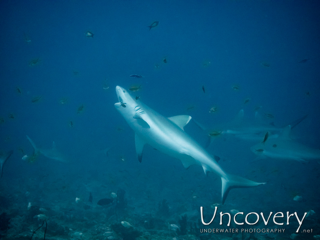 Grey Reefshark (carcharhinus Amblyrhynchos) shot in Maldives|Male Atoll|South Male Atoll|Cocoa Thila