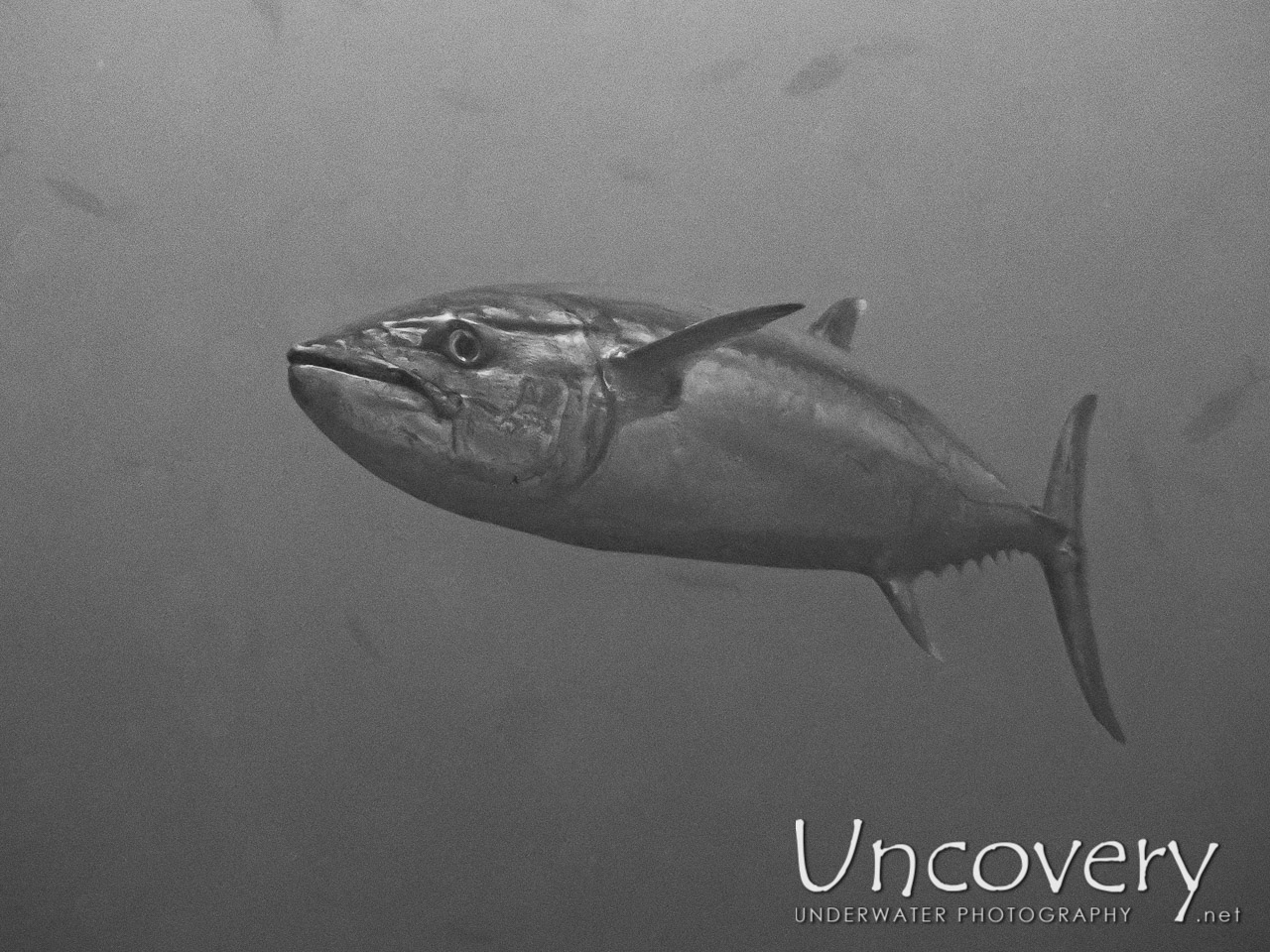 Dogtooth Tuna (gymnosarda Unicolor) shot in Maldives|Male Atoll|South Male Atoll|Cocoa Thila