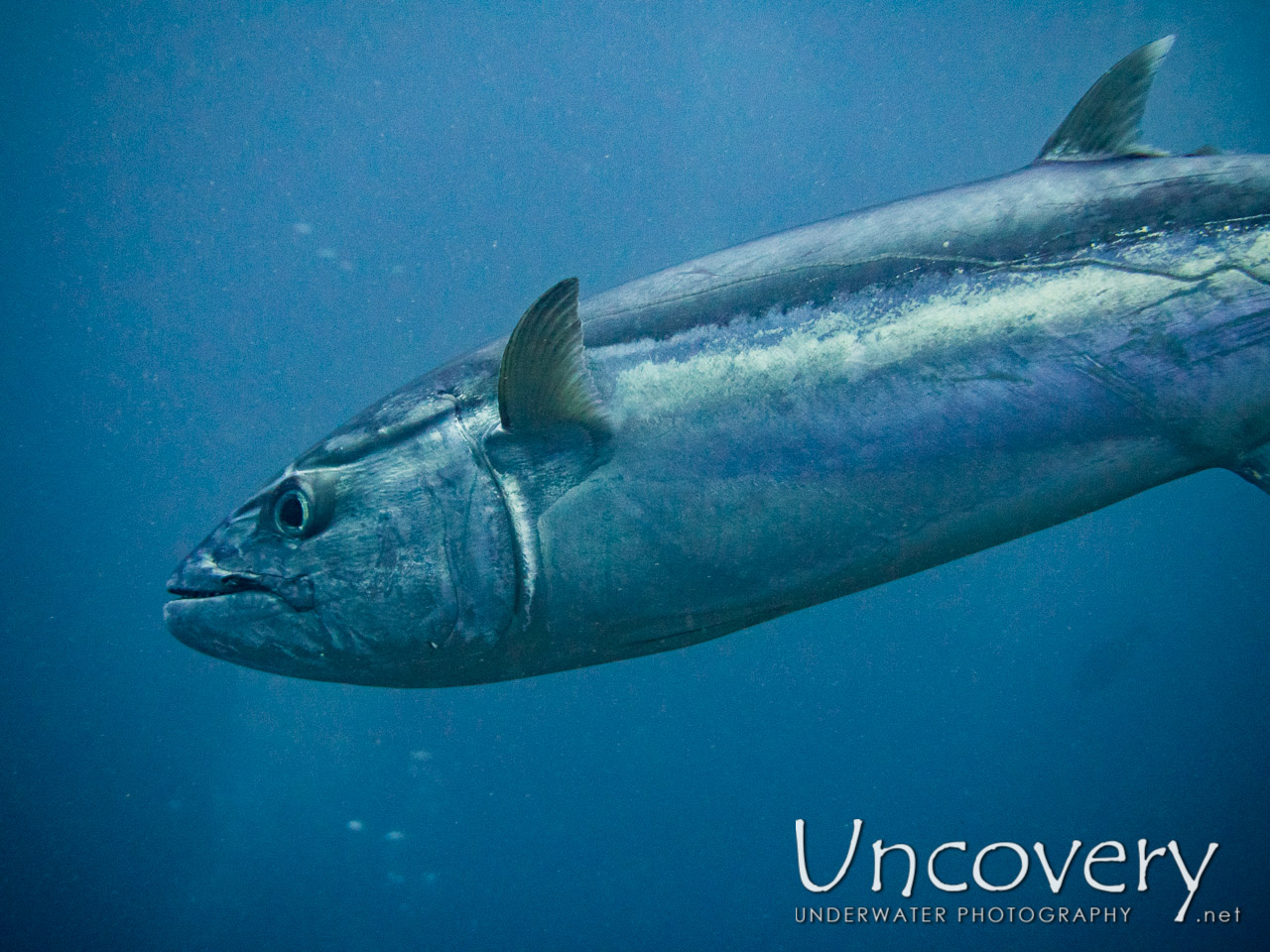 Dogtooth Tuna (gymnosarda Unicolor) shot in Maldives|Male Atoll|South Male Atoll|Cocoa Thila