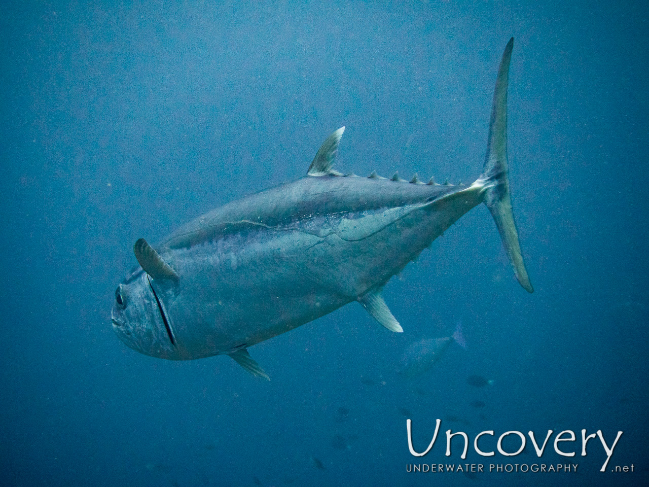 Dogtooth Tuna (gymnosarda Unicolor), photo taken in Maldives, Male Atoll, South Male Atoll, Cocoa Thila
