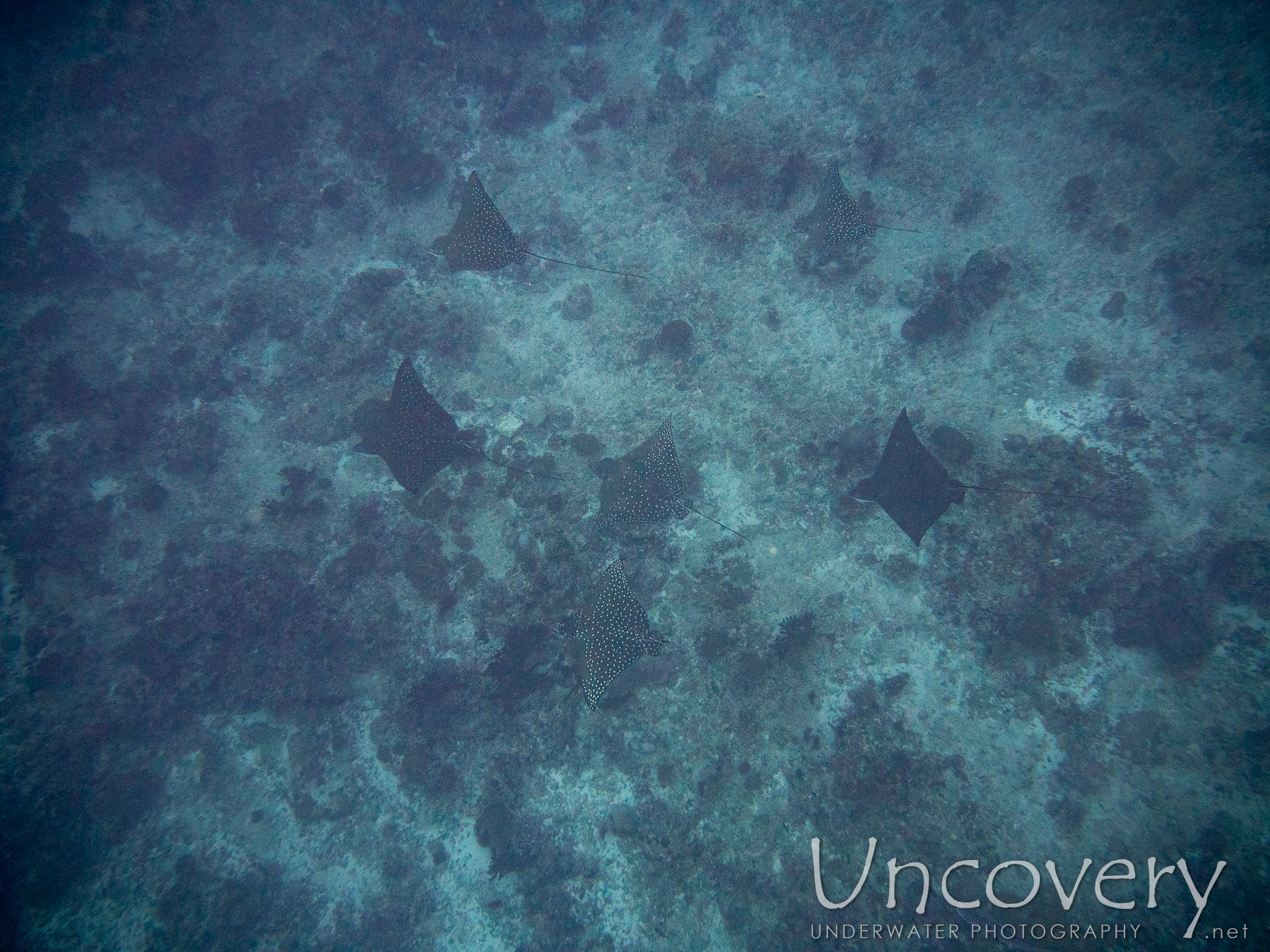 Ocellated Eagle Ray (aetobatus Ocellatus), photo taken in Maldives, Male Atoll, South Male Atoll, Kuda Giri