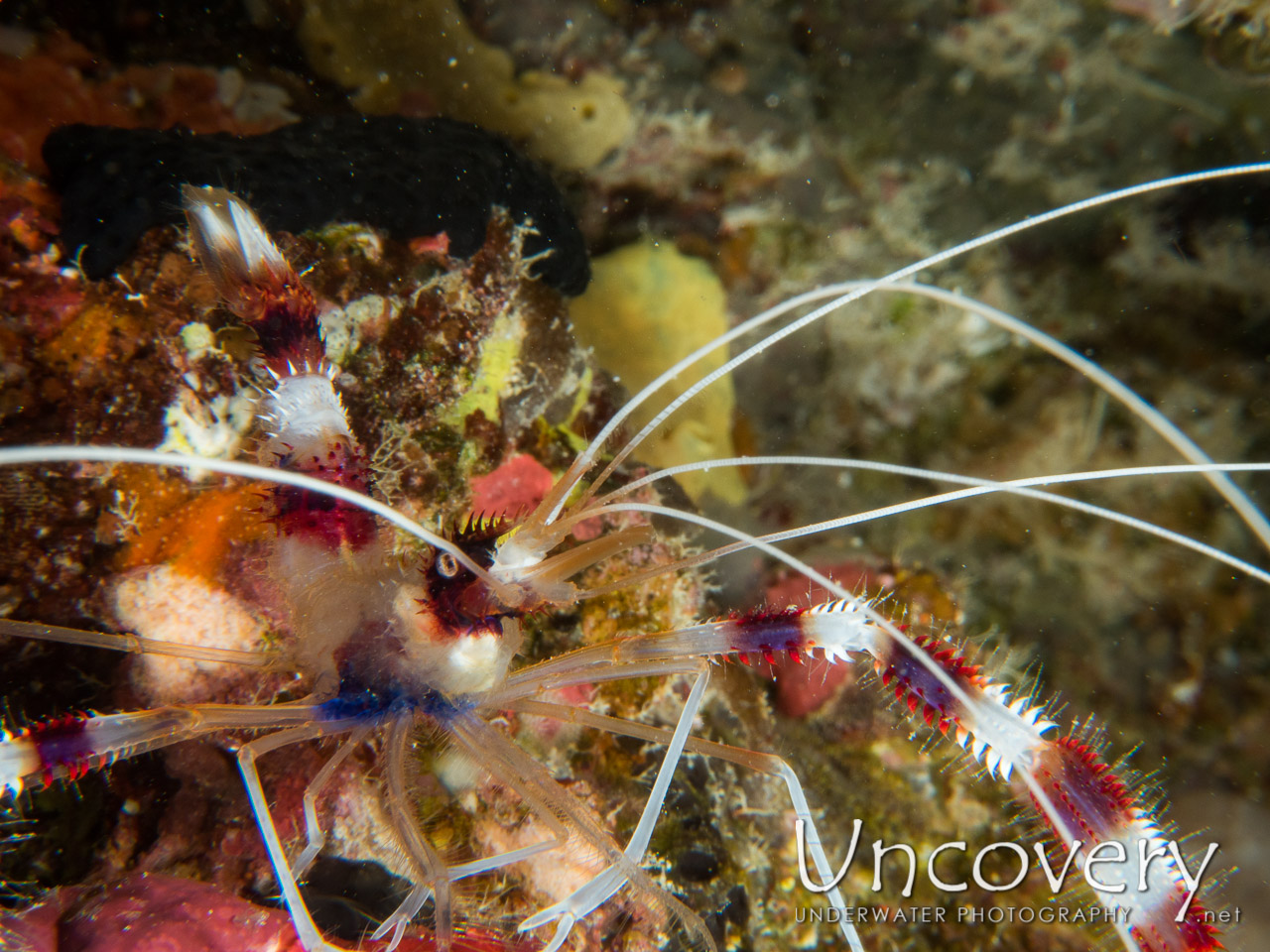 Banded Coral Shrimp (stenopus Hispidus), photo taken in Maldives, Male Atoll, South Male Atoll, Kuda Giri