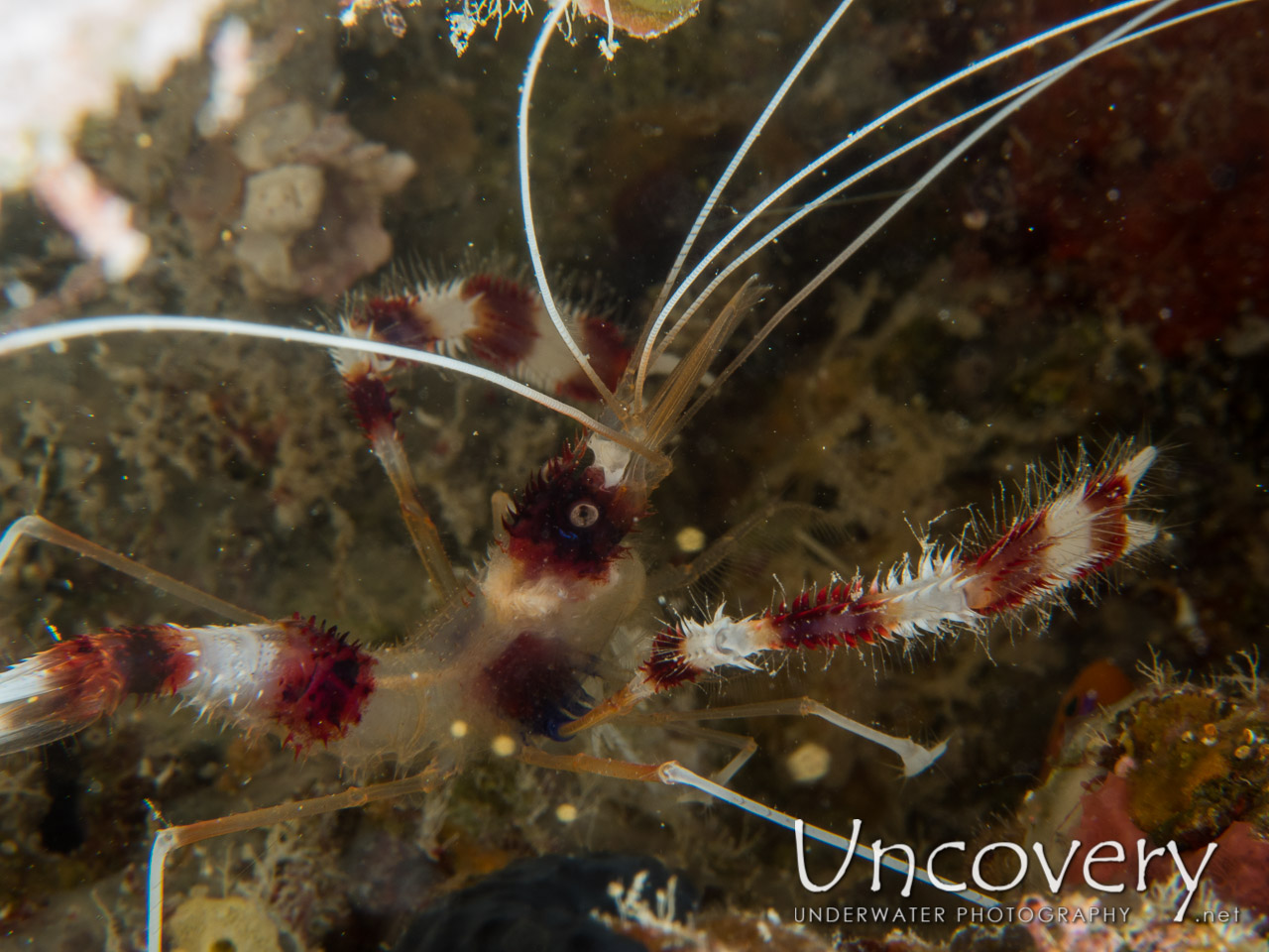 Banded Coral Shrimp (stenopus Hispidus) shot in Maldives|Male Atoll|South Male Atoll|Kuda Giri