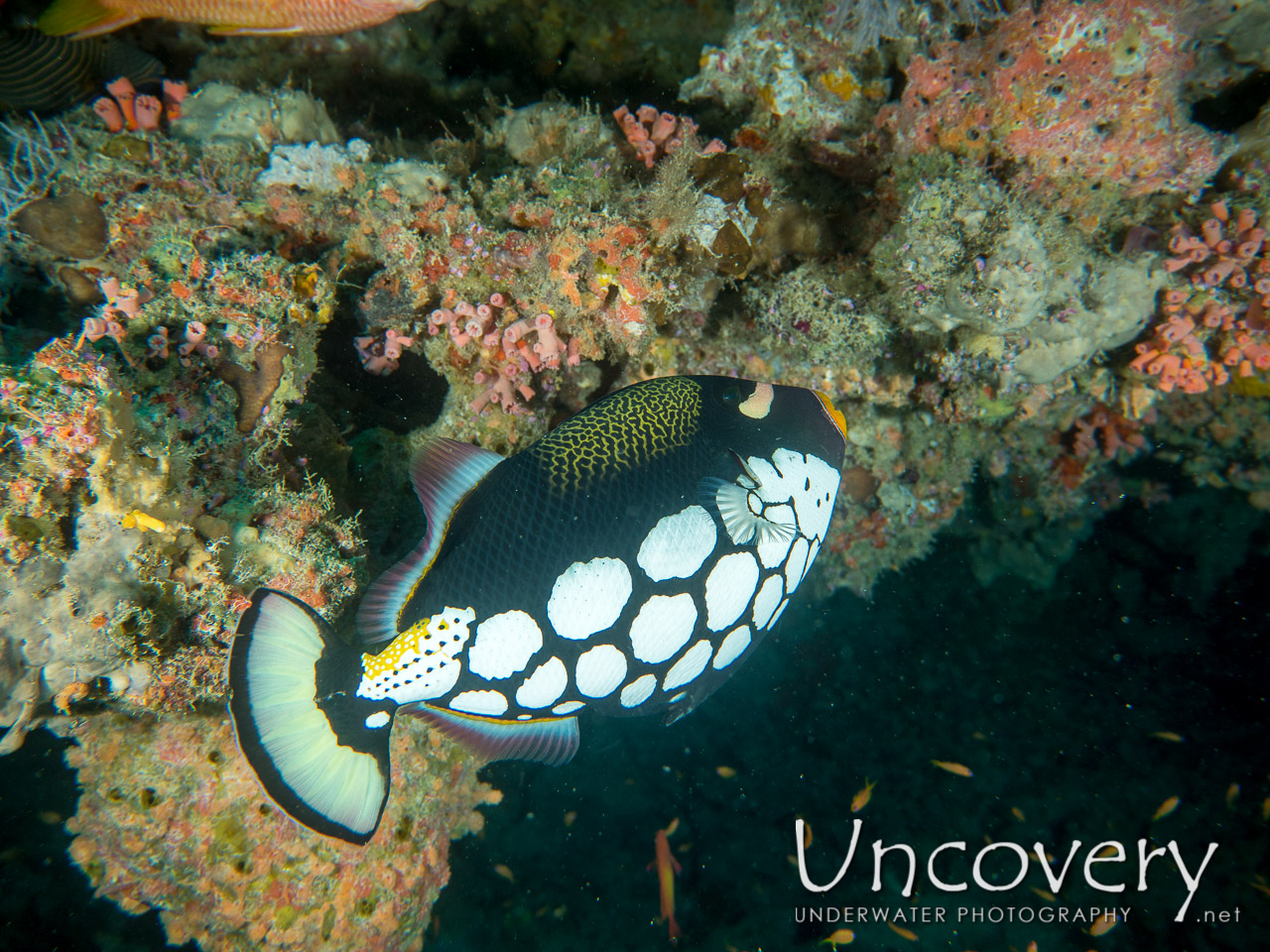 Clown Triggerfish (balistoides Conspicillum) shot in Maldives|Male Atoll|South Male Atoll|Gulhi Thila