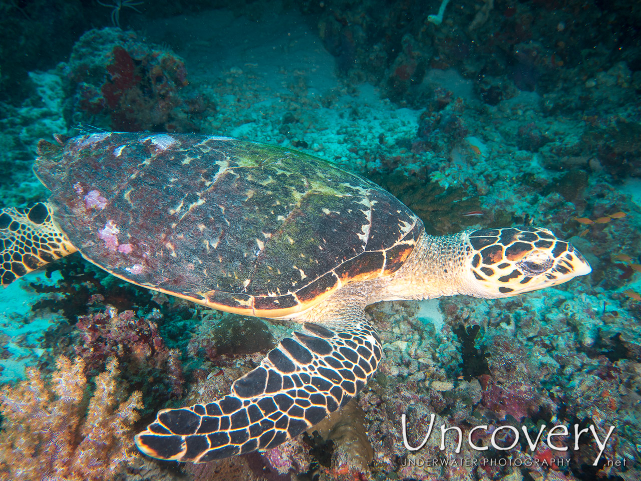 Hawksbill Sea Turtle (eretmochelys Imbricata) shot in Maldives|Male Atoll|South Male Atoll|Gulhi Thila