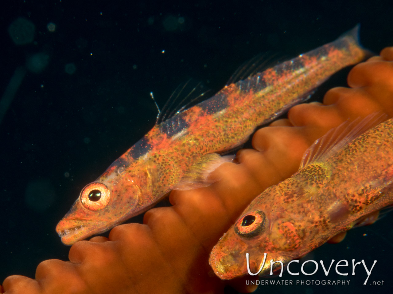 Whip Coral Goby (bryaninops Yongei), photo taken in Maldives, Male Atoll, South Male Atoll, Horah Giri
