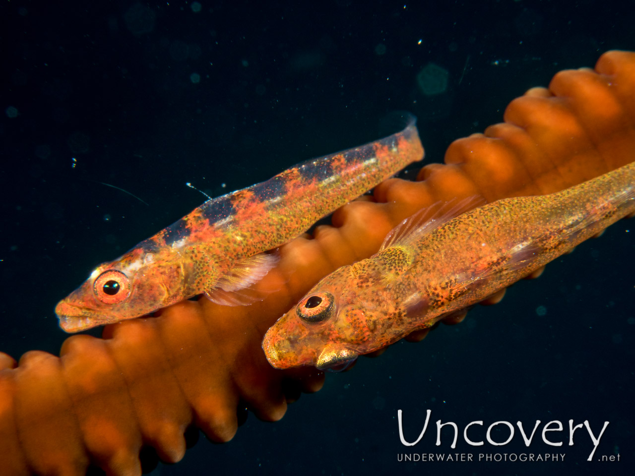 Whip Coral Goby (bryaninops Yongei), photo taken in Maldives, Male Atoll, South Male Atoll, Horah Giri