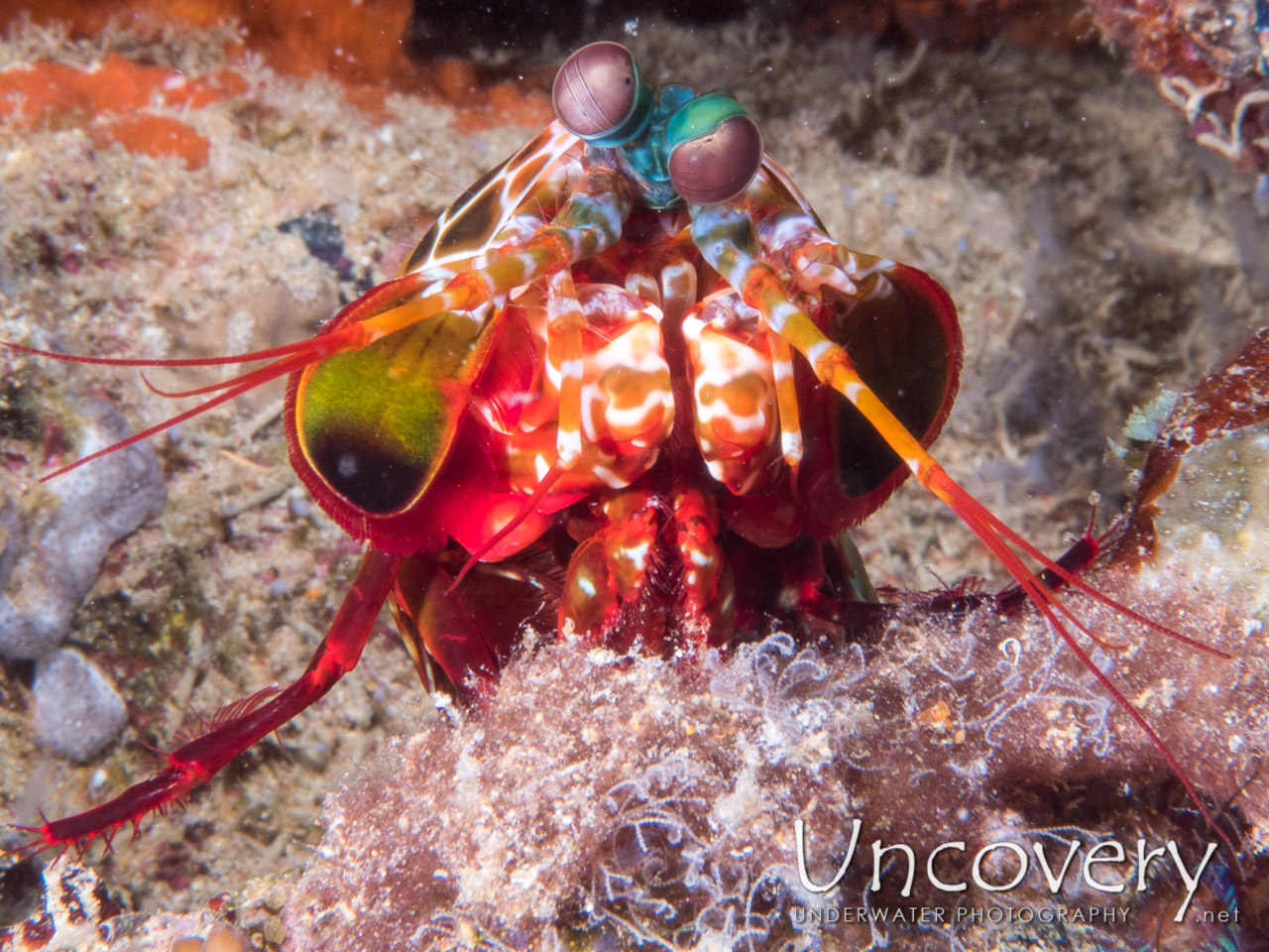 Peacock Mantis Shrimp (odontodactylus Scyllarus) shot in Maldives|Male Atoll|South Male Atoll|Kuda Giri