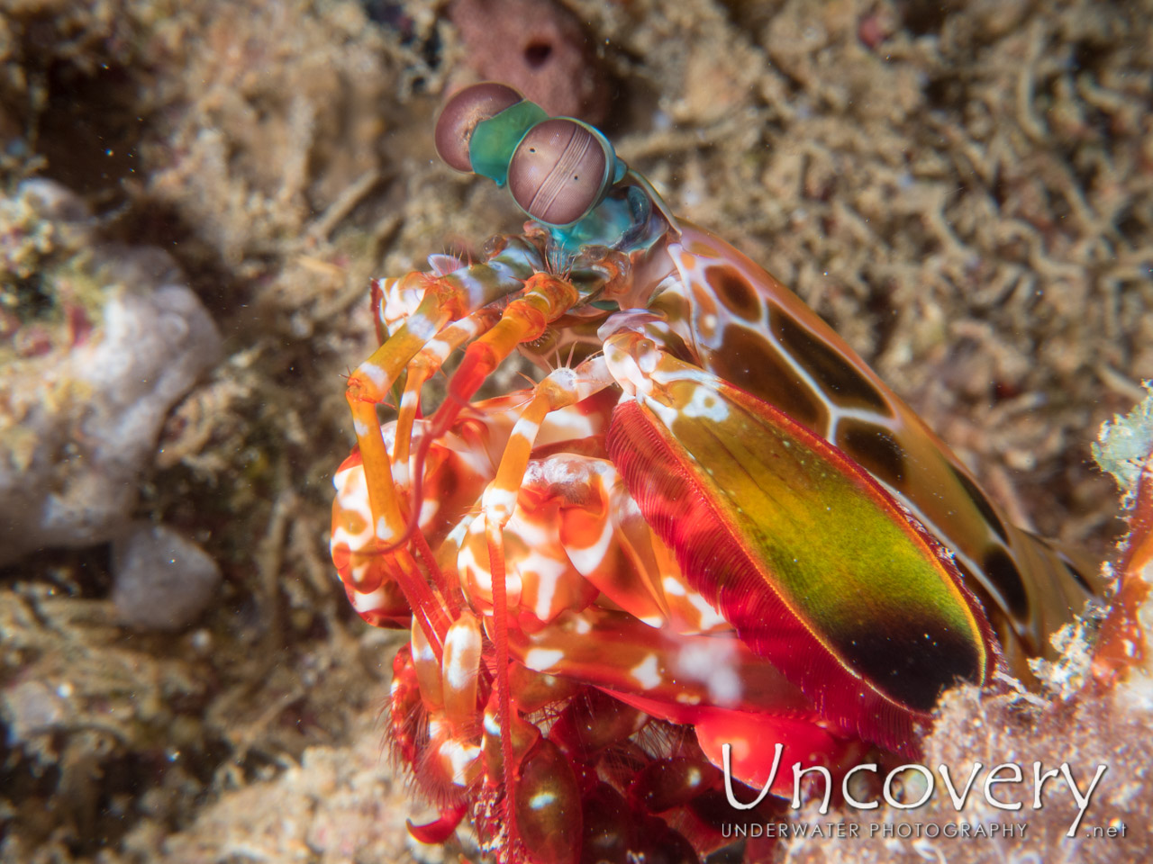 Peacock Mantis Shrimp (odontodactylus Scyllarus) shot in Maldives|Male Atoll|South Male Atoll|Kuda Giri
