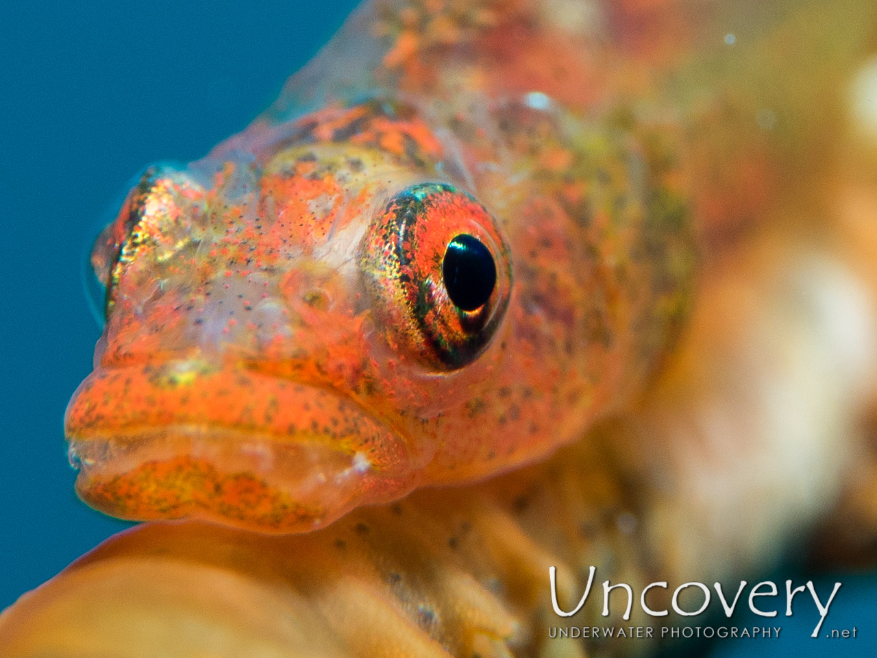Whip Coral Goby (bryaninops Yongei), photo taken in Maldives, Male Atoll, South Male Atoll, Small Sandbank