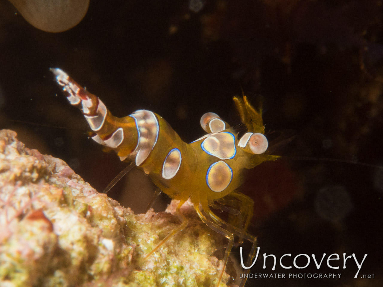 Sexy Shrimp (thor Amboinensis) shot in Maldives|Male Atoll|South Male Atoll|Small Sandbank