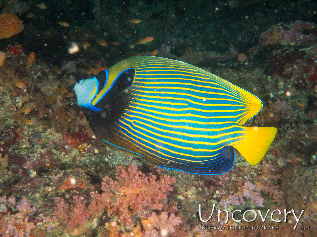 Emperor Angelfish (pomacanthus Imperator), photo taken in Maldives, Male Atoll, South Male Atoll, Cocoa Thila