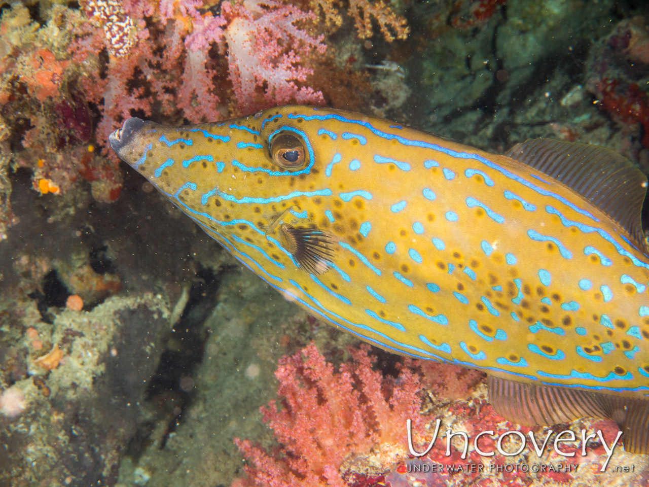 Scribbled Leatherjacket Filefish (aluterus Scriptus) shot in Maldives|Male Atoll|South Male Atoll|Cocoa Thila