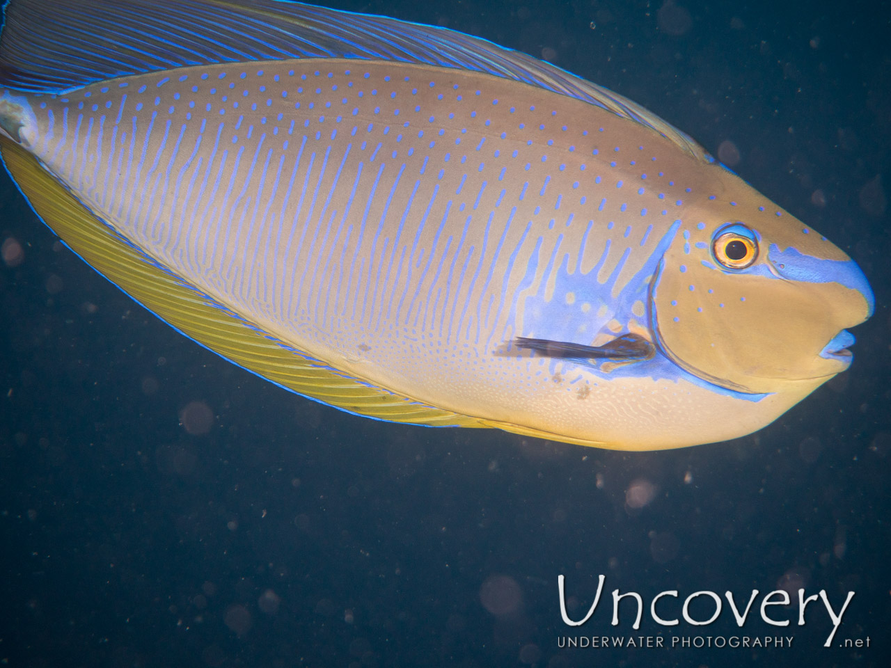 Surgeon Fish shot in Maldives|Male Atoll|South Male Atoll|Cocoa Thila