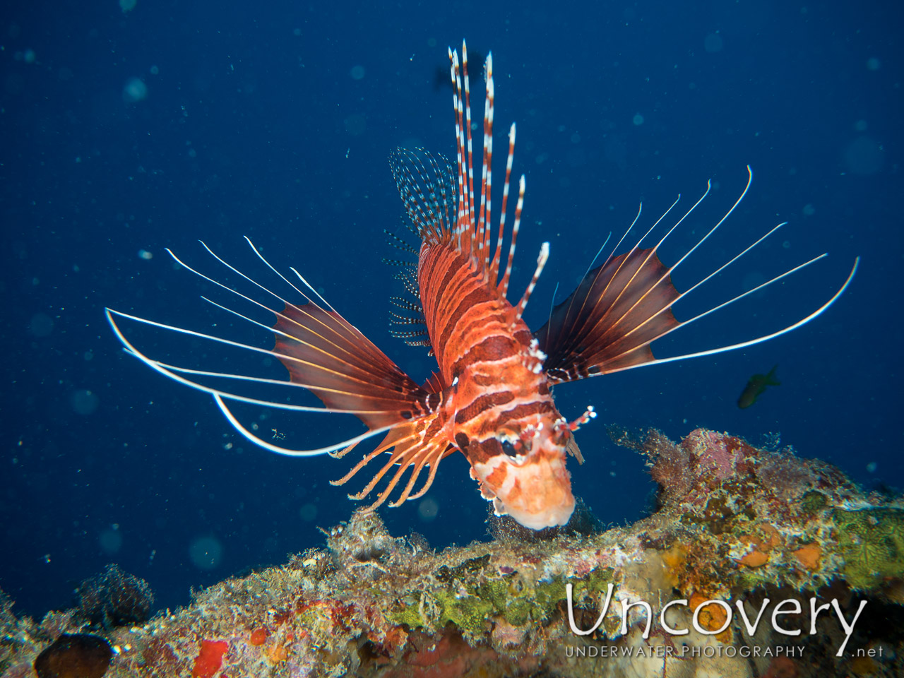 Spotfin Lionfish (pterois Antennata) shot in Maldives|Male Atoll|South Male Atoll|Kuda Giri