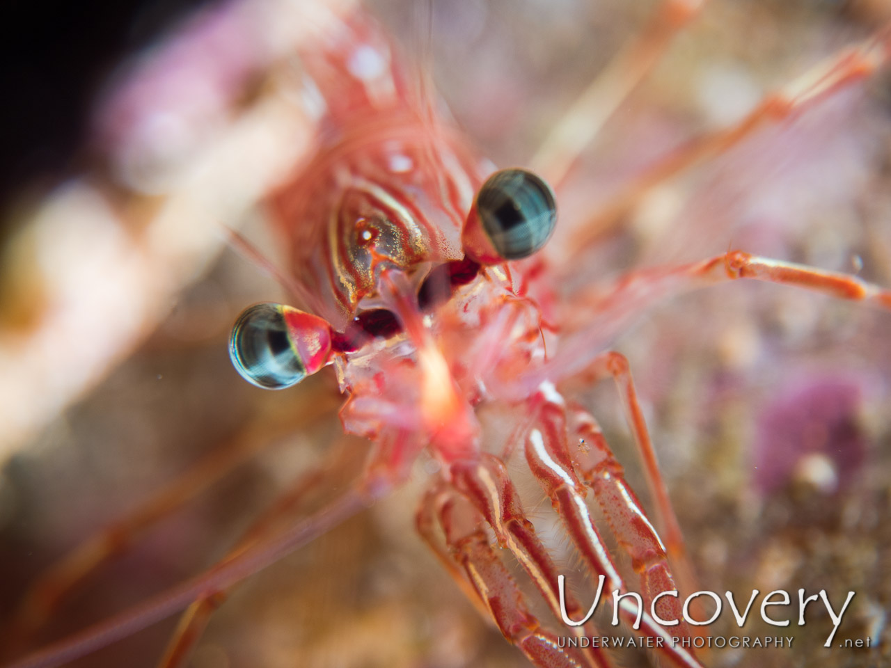 Dancing Shrimp (rhynchocinetes Durbanensis) shot in Maldives|Male Atoll|South Male Atoll|Kuda Giri