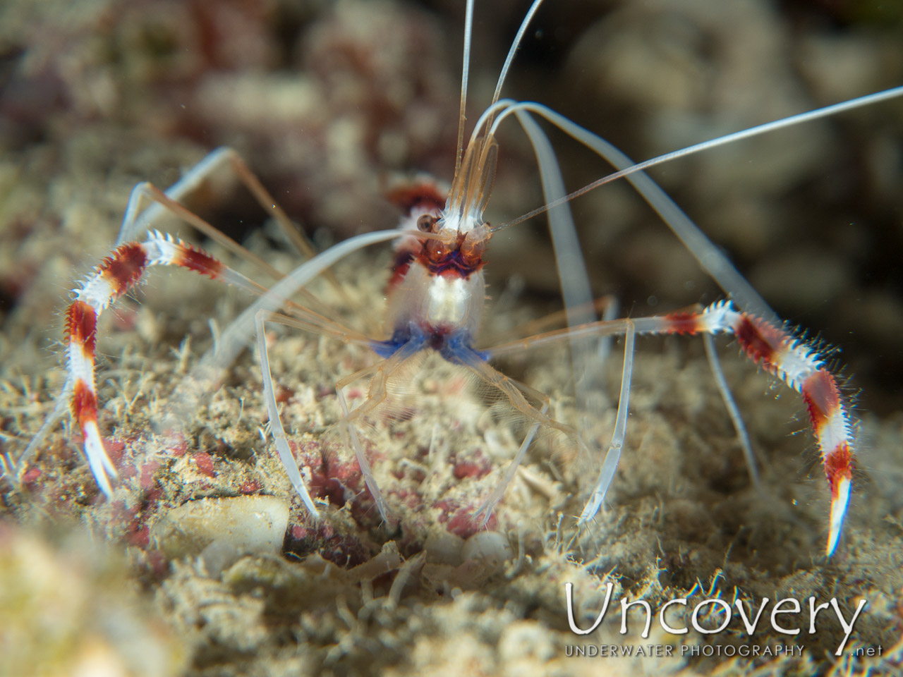 Banded Coral Shrimp (stenopus Hispidus) shot in Maldives|Male Atoll|South Male Atoll|Kuda Giri