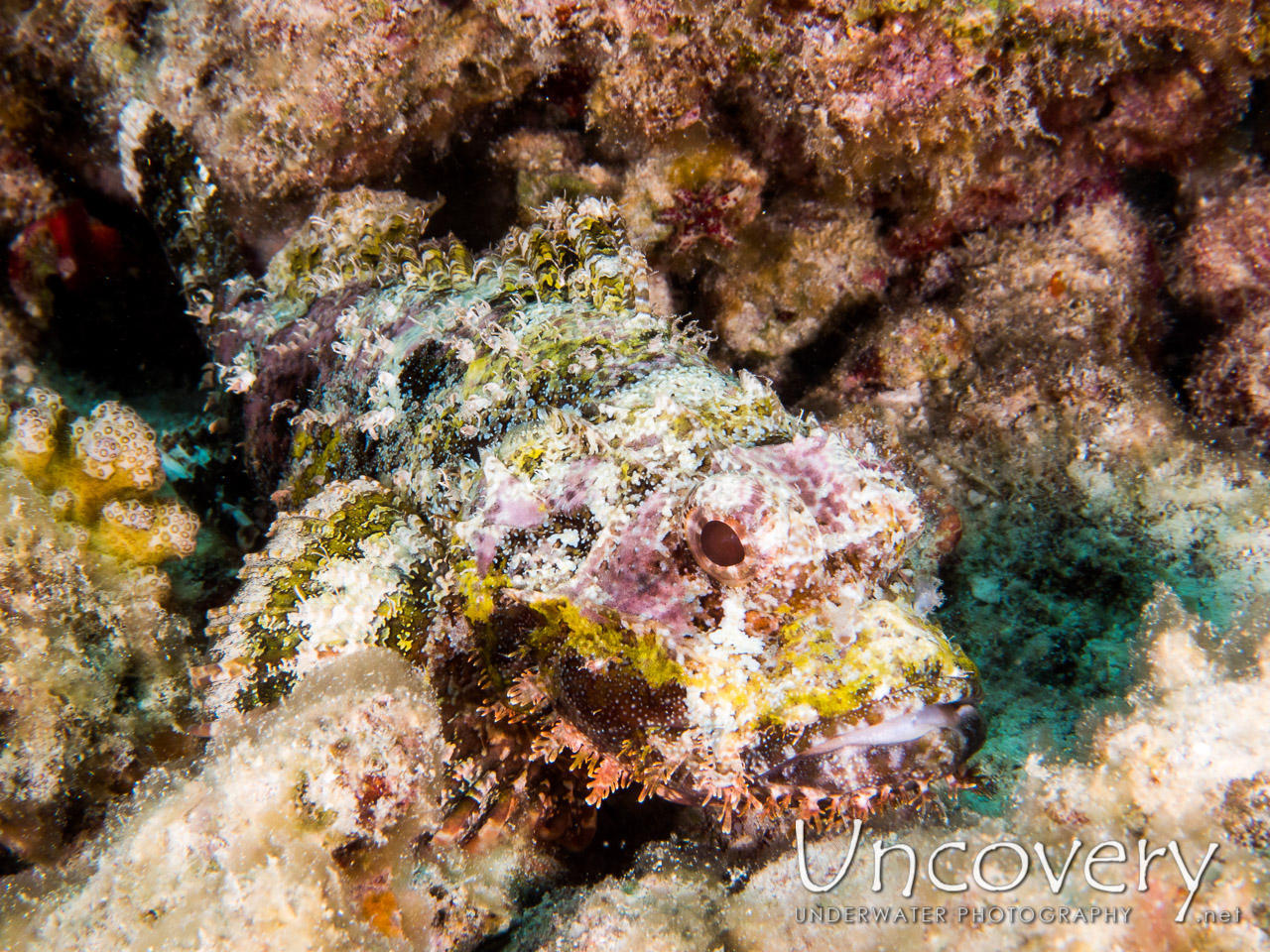 Tassled Scorpionfish (scorpaenopsis Oxycephala) shot in Maldives|Male Atoll|South Male Atoll|Kuda Giri