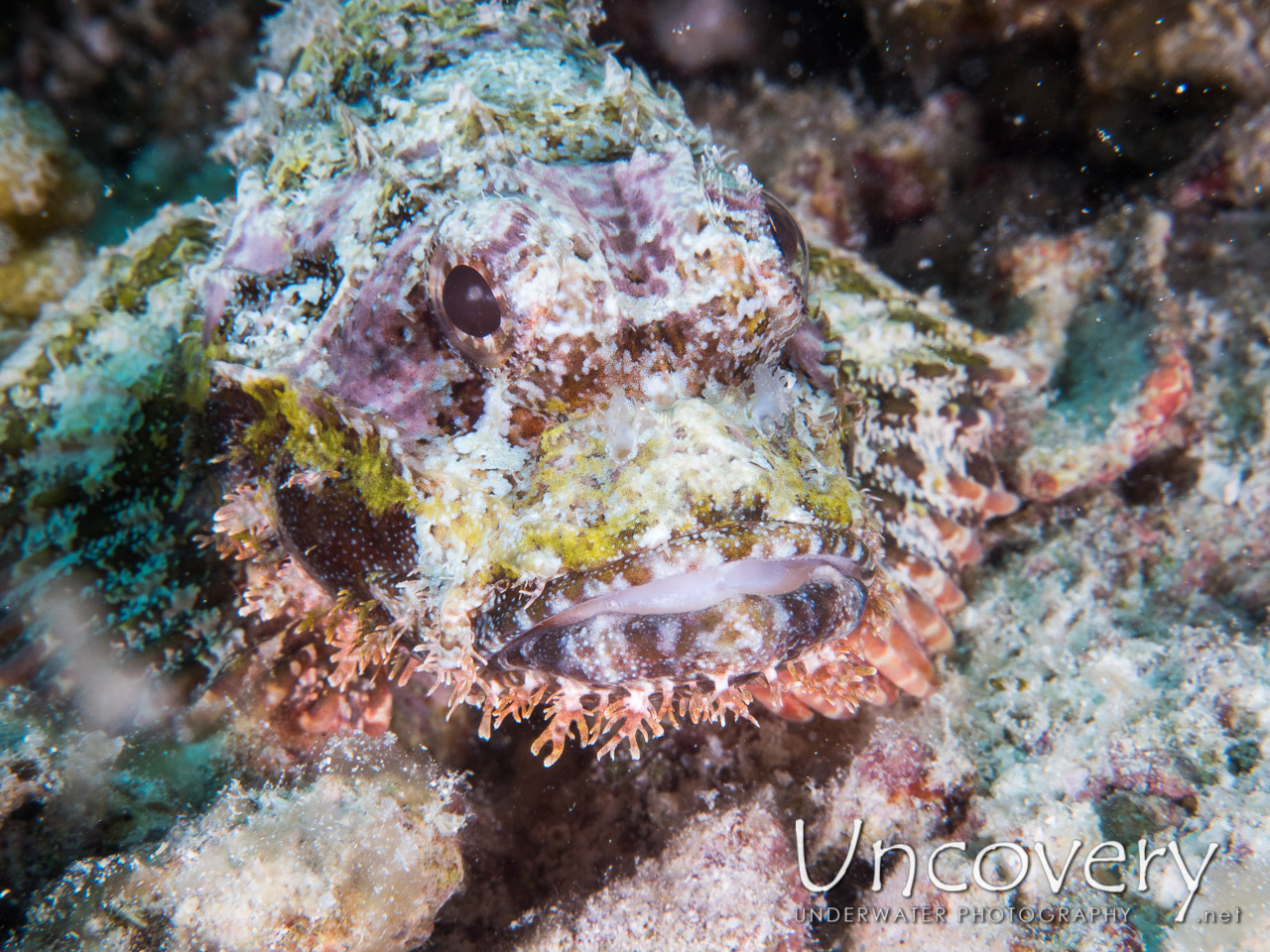 Tassled Scorpionfish (scorpaenopsis Oxycephala) shot in Maldives|Male Atoll|South Male Atoll|Kuda Giri