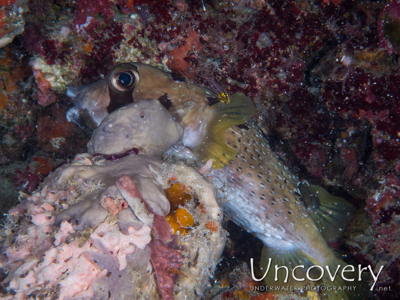 Black-blotched Porcupinefish (diodon Liturosus) shot in Maldives|Male Atoll|South Male Atoll|Kukulhu huraa