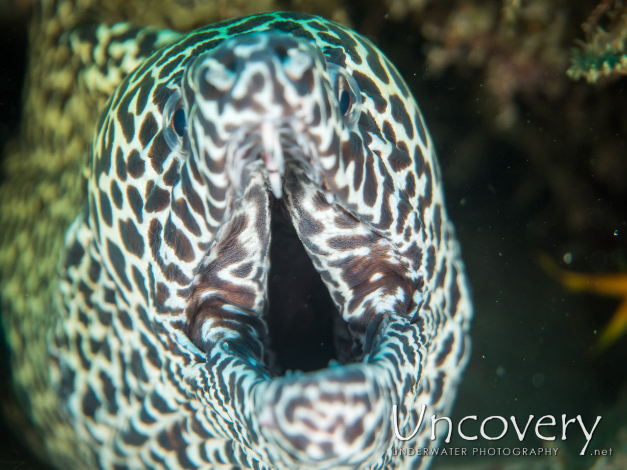 Spotted Moray (gymnothorax Isingteena) shot in Maldives|Male Atoll|South Male Atoll|Lhosfushi