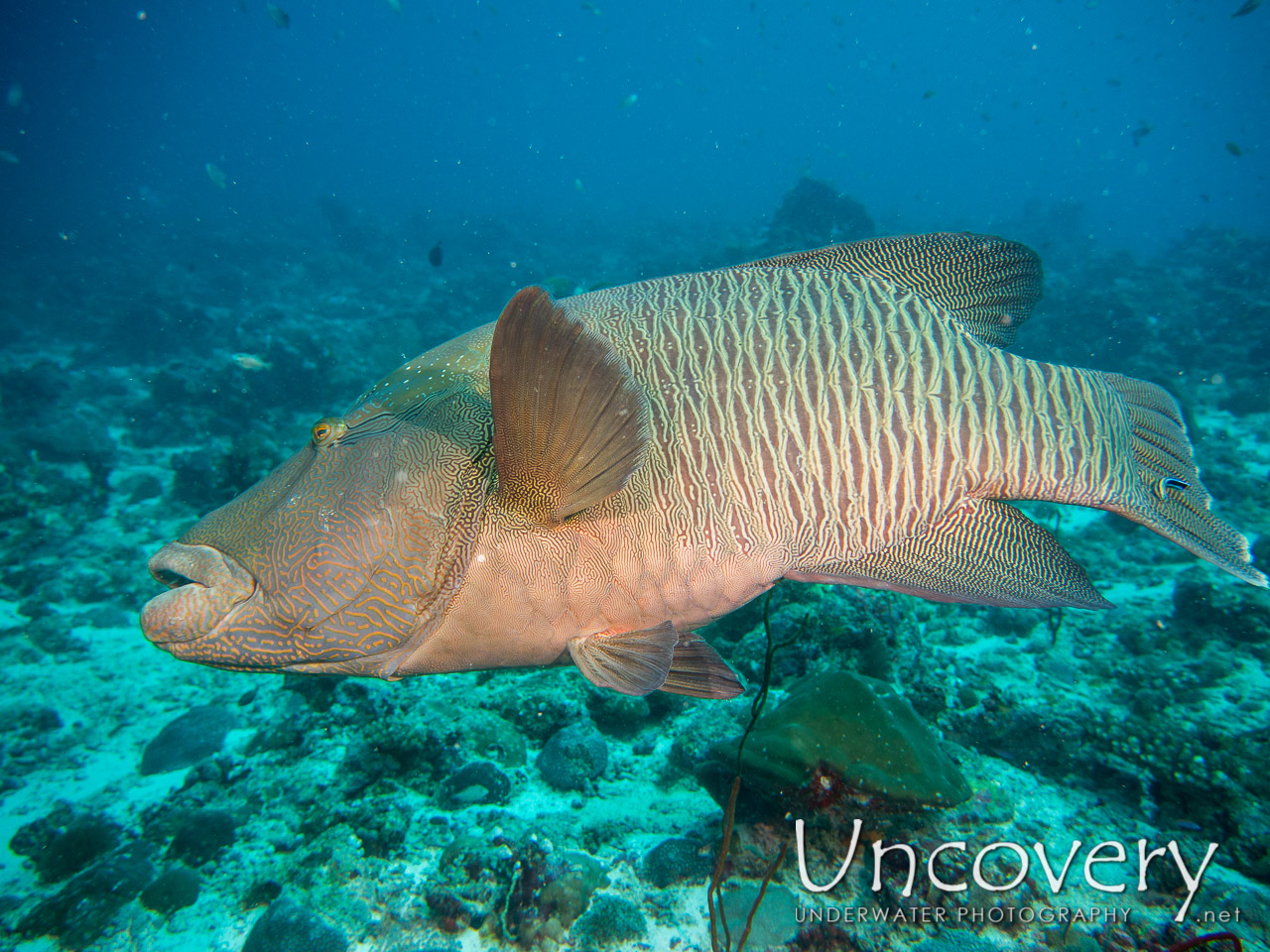 Napoleon Wrasse (cheilinus Undulatus) shot in Maldives|Male Atoll|South Male Atoll|Lhosfushi