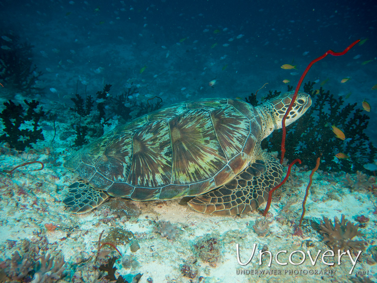 Green Sea Turtle (chelonia Mydas) shot in Maldives|Male Atoll|South Male Atoll|Lhosfushi