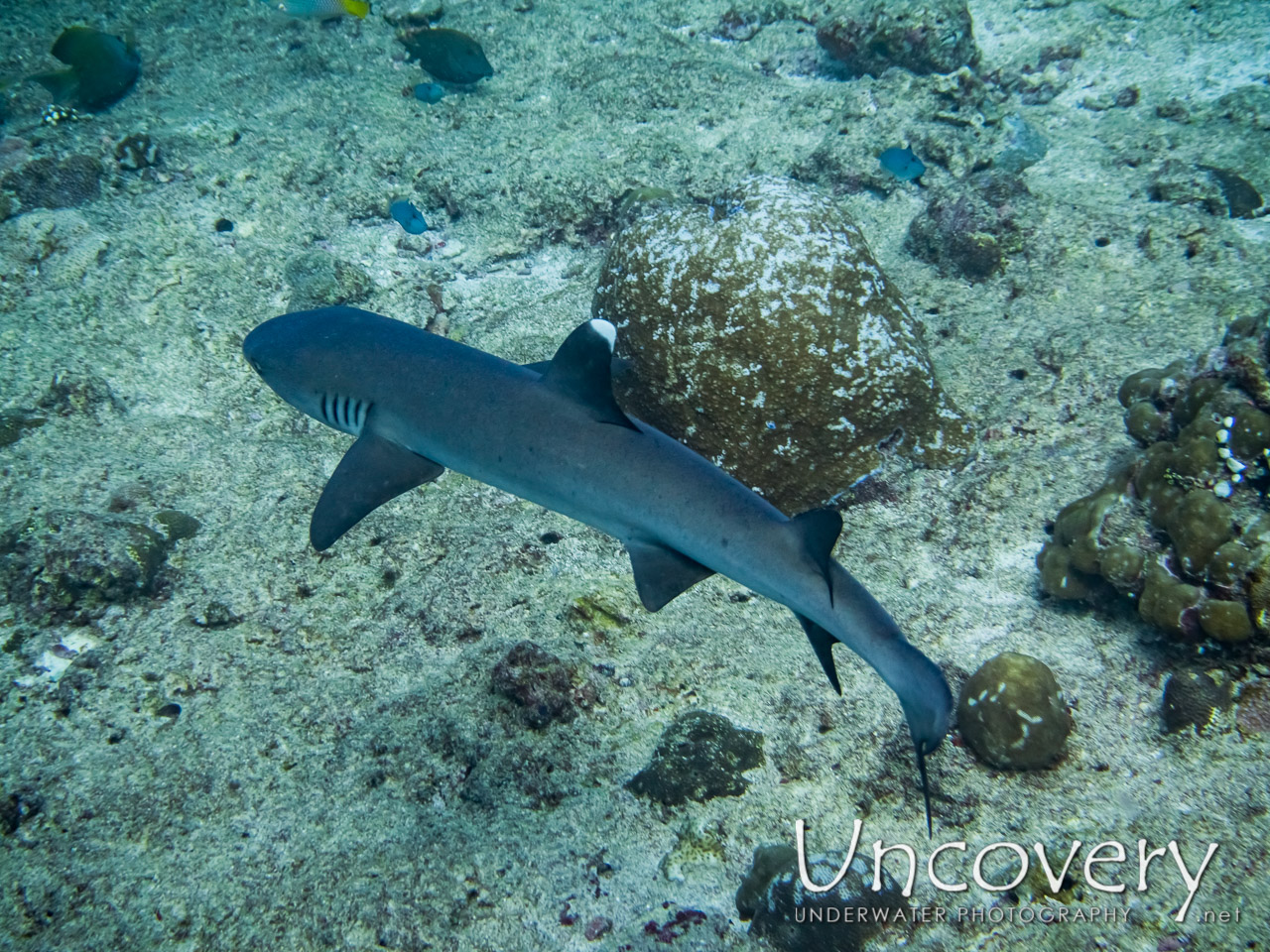 White Tip Reefshark (triaenodon Obesus) shot in Maldives|Male Atoll|South Male Atoll|Lhosfushi