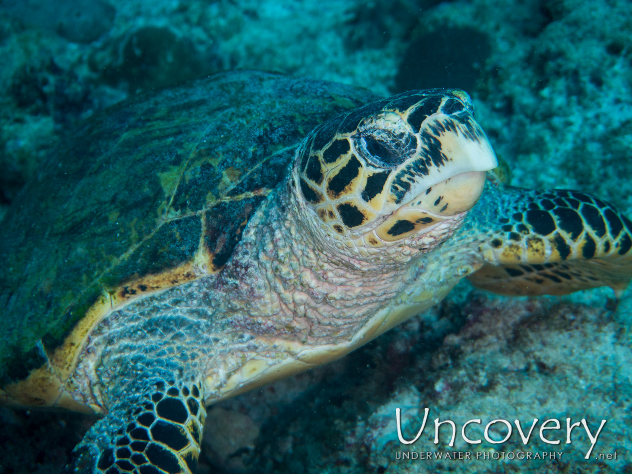 Hawksbill Sea Turtle (eretmochelys Imbricata) shot in Maldives|Male Atoll|South Male Atoll|Lhosfushi