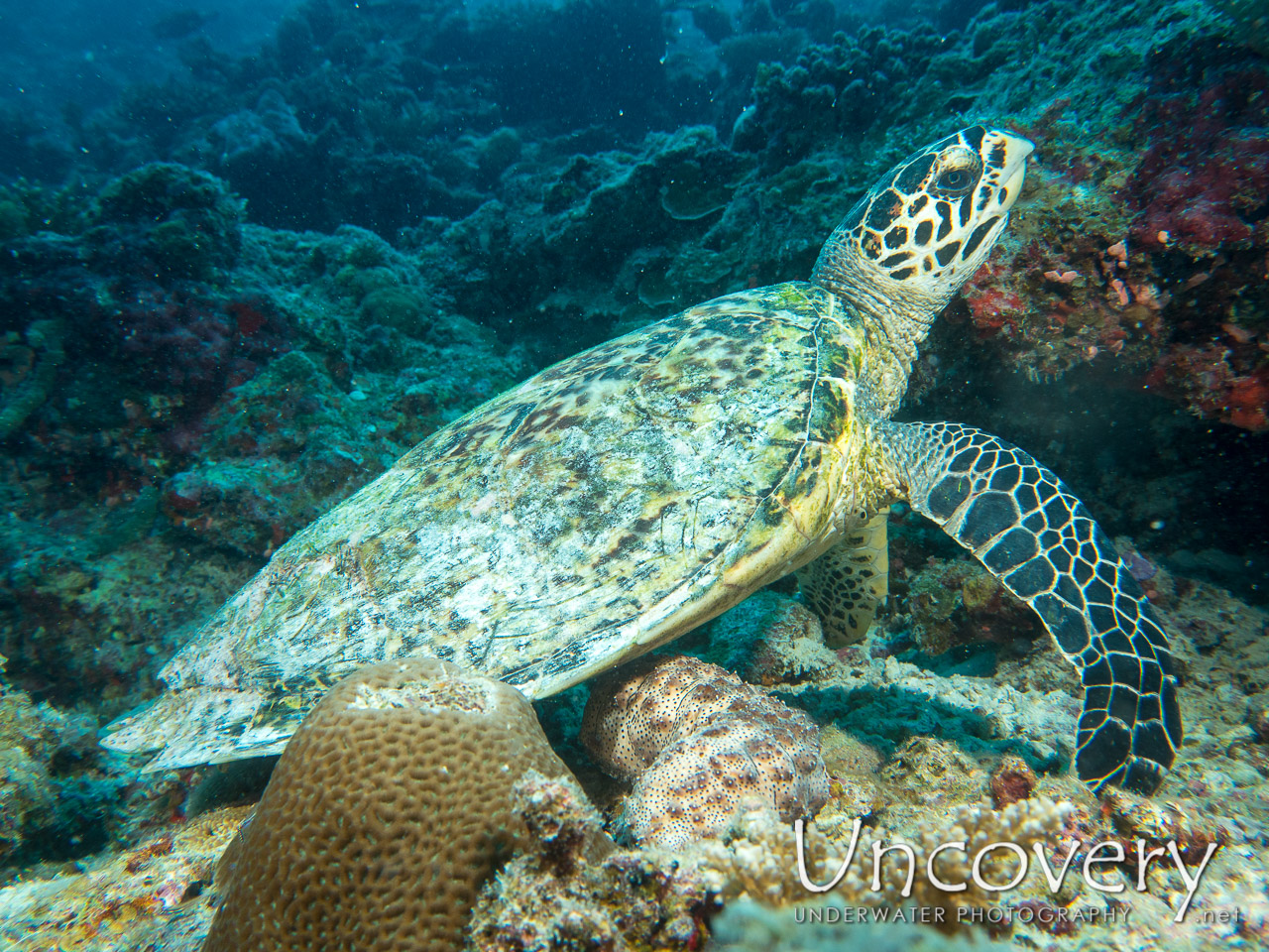Hawksbill Sea Turtle (eretmochelys Imbricata) shot in Maldives|Male Atoll|South Male Atoll|Bodu Giri