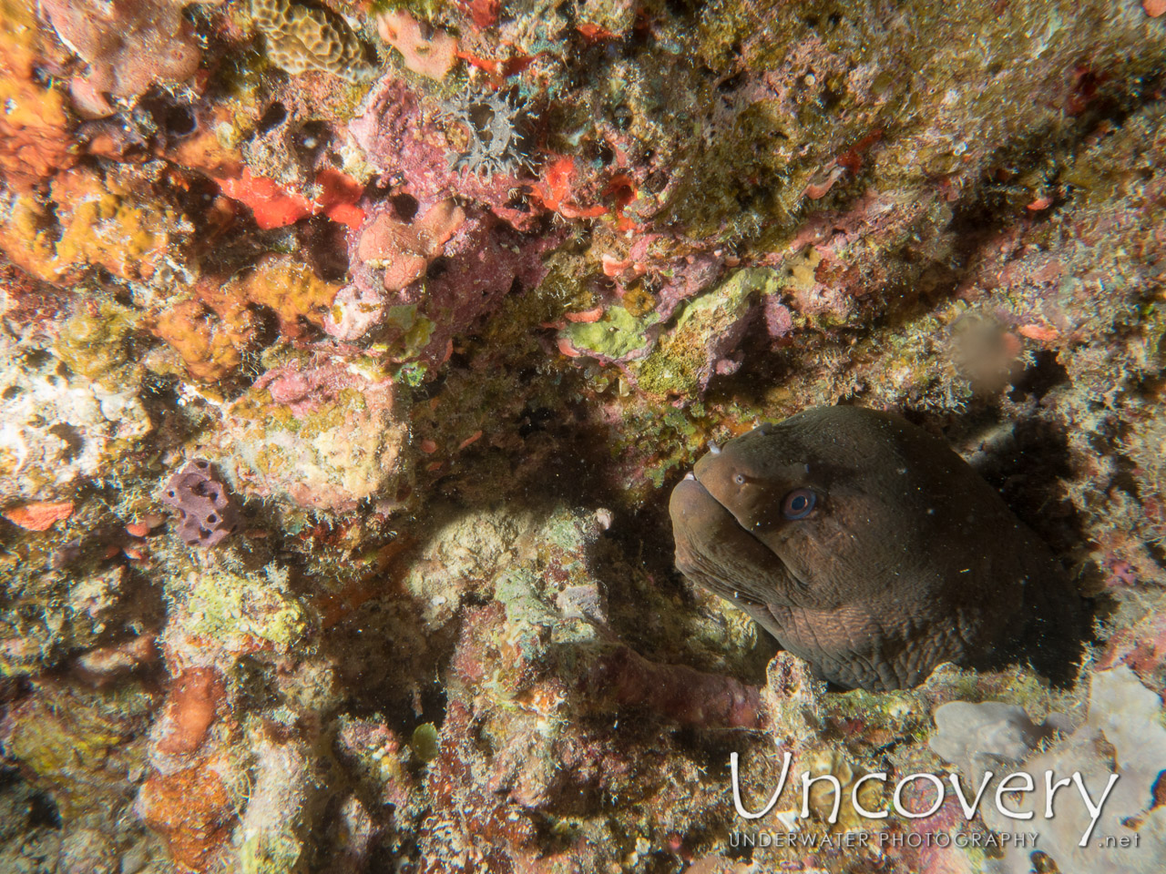 Giant Moray (gymnothorax Javanicus) shot in Maldives|Male Atoll|South Male Atoll|Bodu Giri