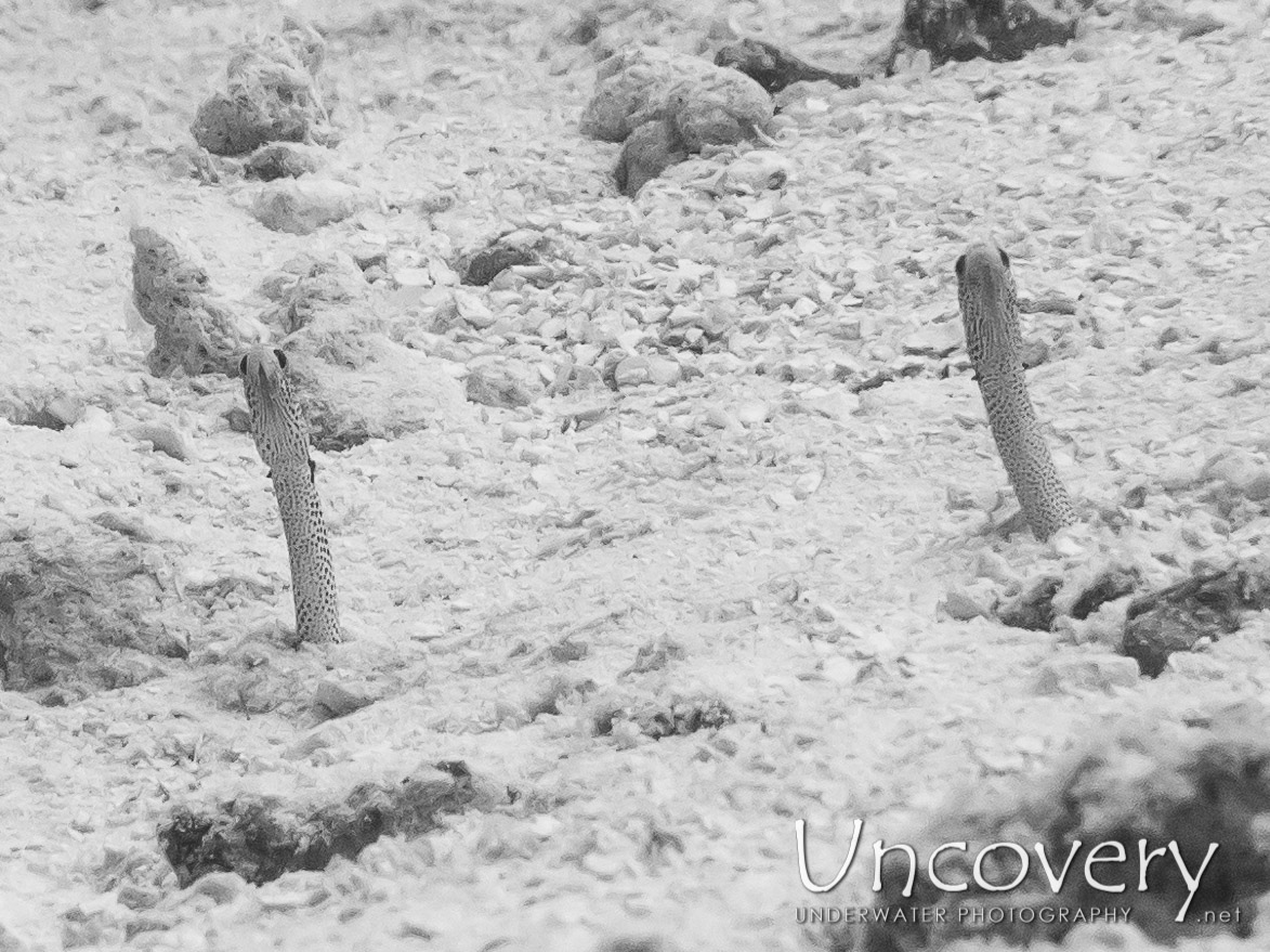 Spotted Garden Eel (heteroconger Hassi) shot in Maldives|Male Atoll|South Male Atoll|Bodu Giri