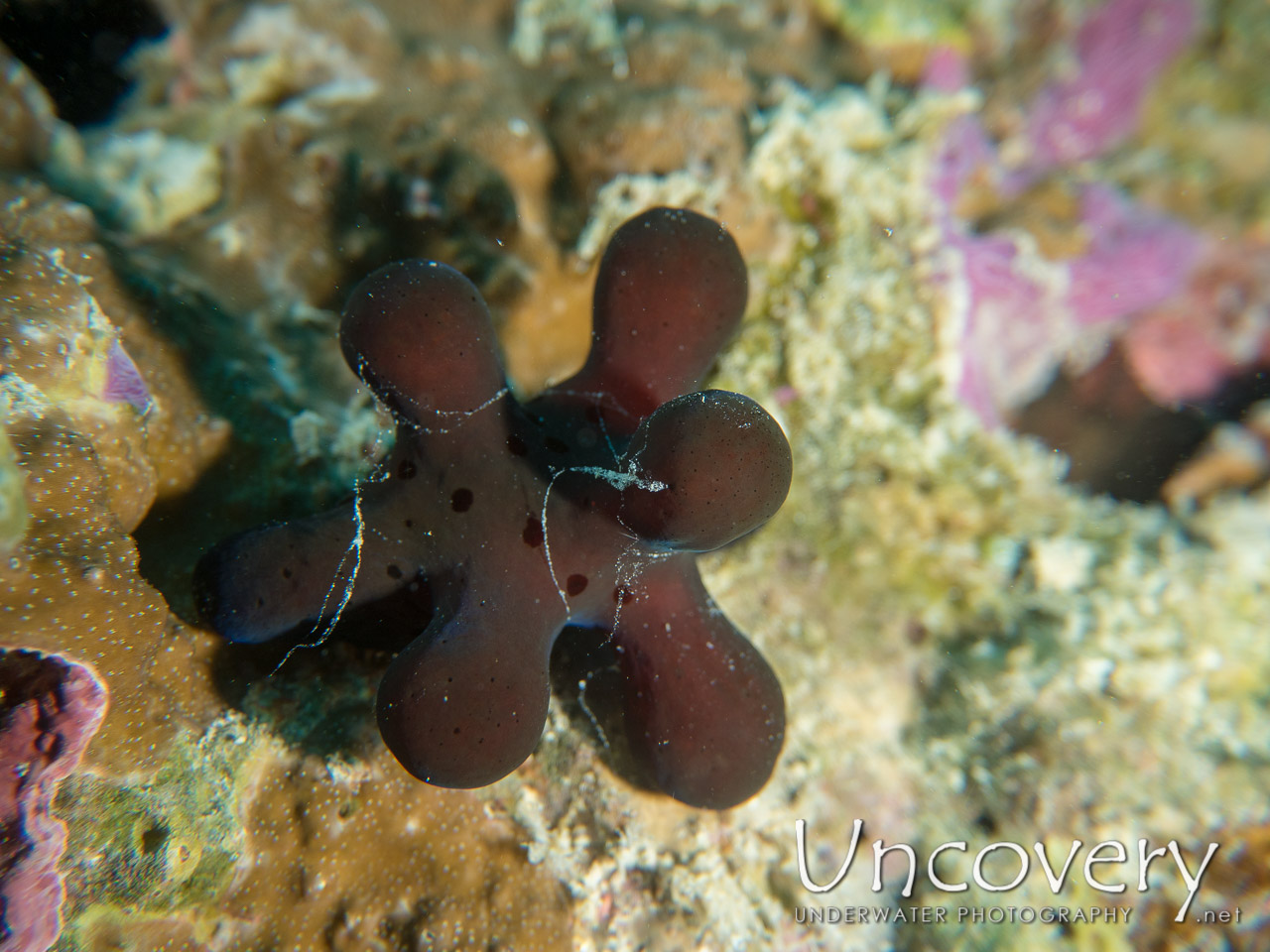 Velvet Snail (coriocella Hibyae) shot in Maldives|Male Atoll|South Male Atoll|Bodu Giri
