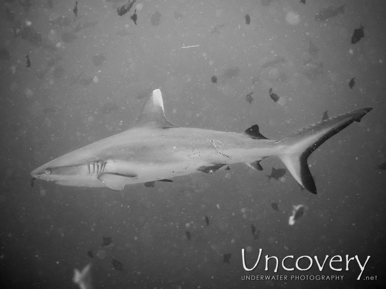 Grey Reefshark (carcharhinus Amblyrhynchos) shot in Maldives|Male Atoll|South Male Atoll|Guraidhu Corner