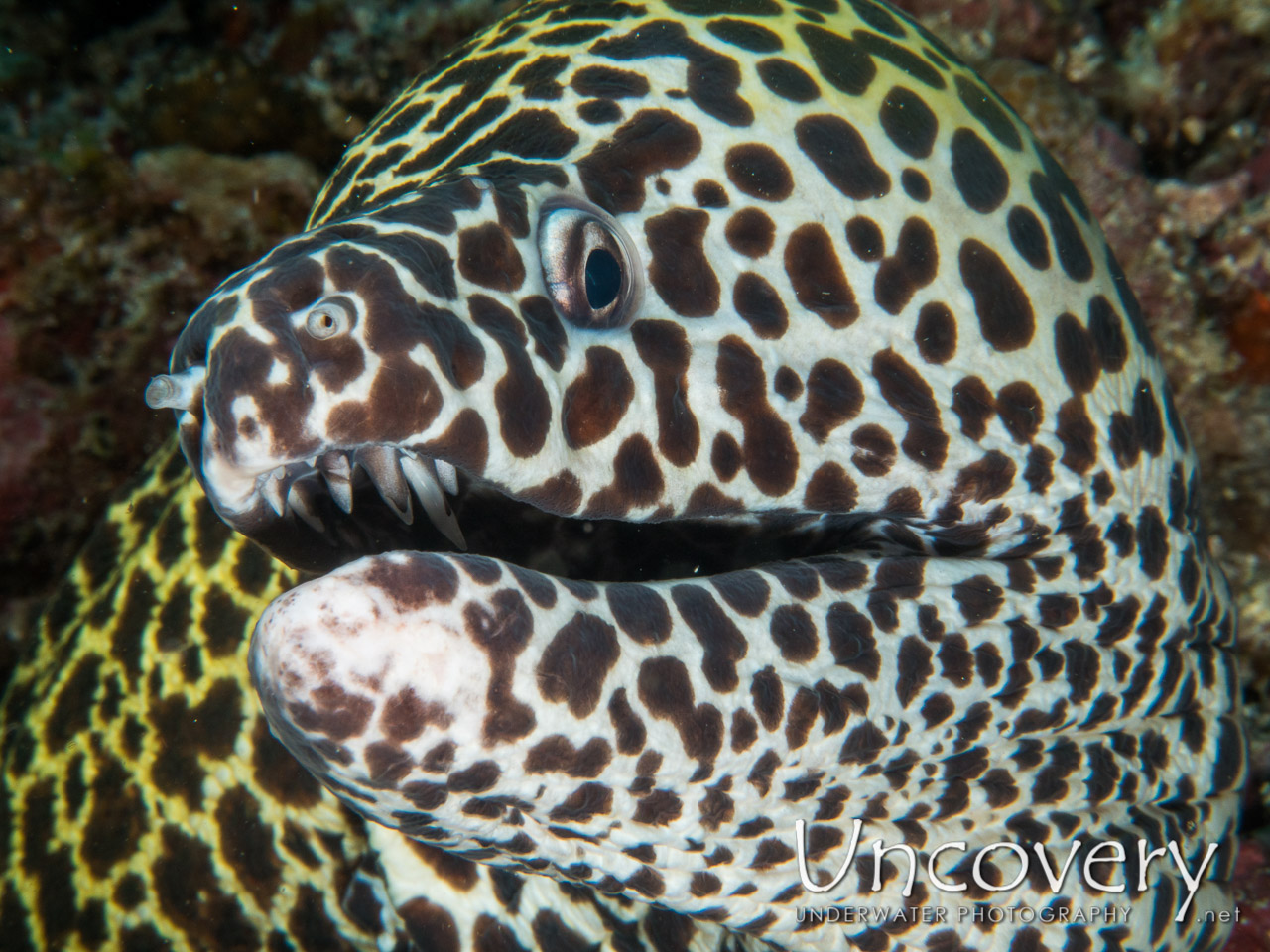 Spotted Moray (gymnothorax Isingteena) shot in Maldives|Male Atoll|South Male Atoll|Guraidhu Corner