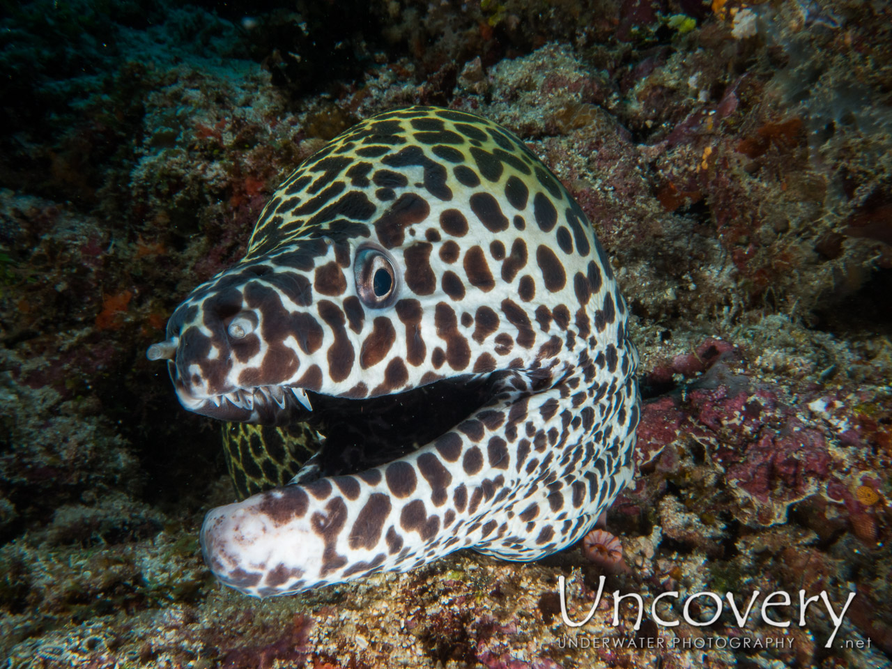 Spotted Moray (gymnothorax Isingteena) shot in Maldives|Male Atoll|South Male Atoll|Guraidhu Corner