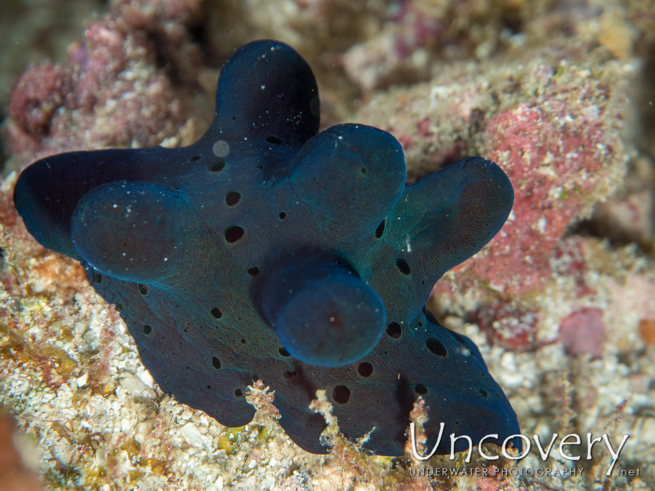 Velvet Snail (coriocella Hibyae) shot in Maldives|Male Atoll|South Male Atoll|Guraidhu Corner