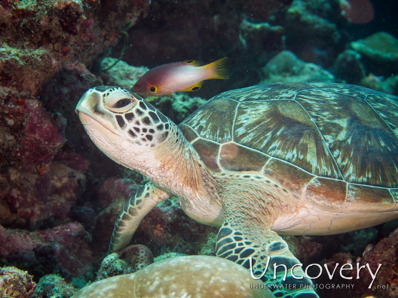Green Sea Turtle (chelonia Mydas) shot in Maldives|Male Atoll|South Male Atoll|Guraidhu Corner